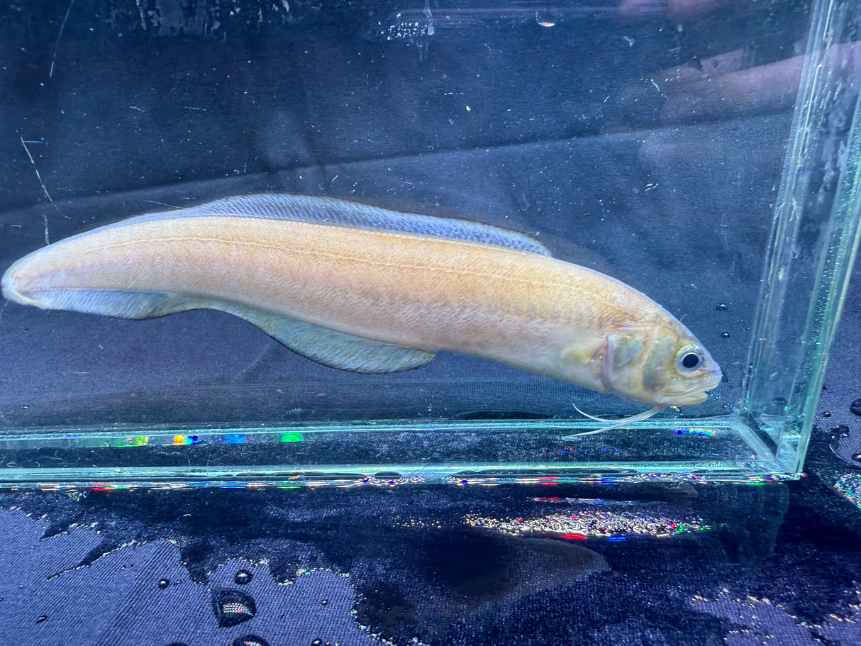 Striped Cusk Eel