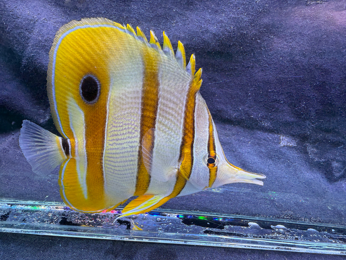 Copperband butterflyfish