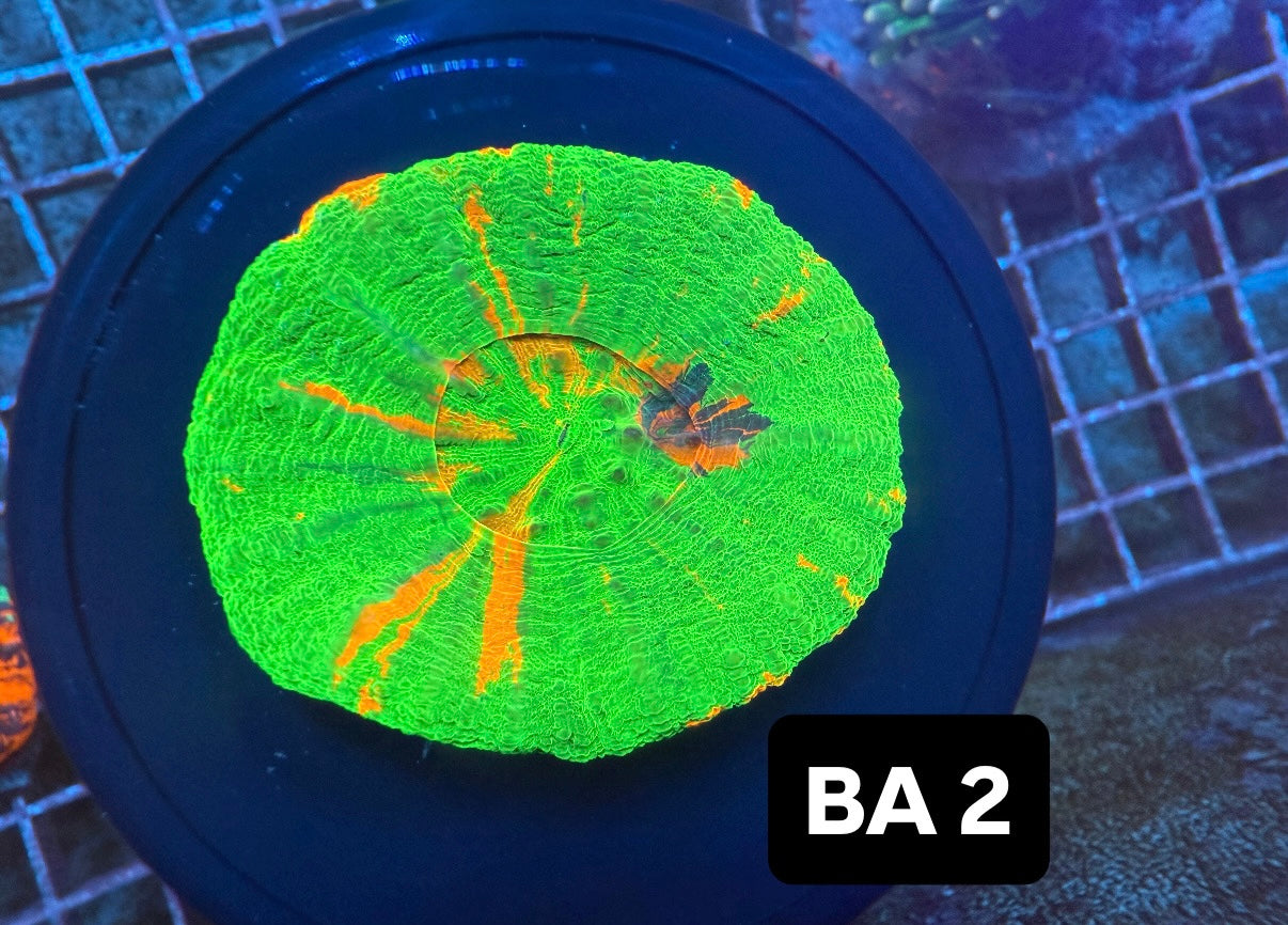 Bleeding apple Scoly 2