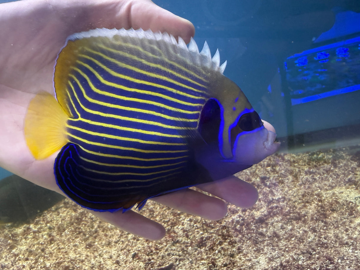 Large emperor angelfish
