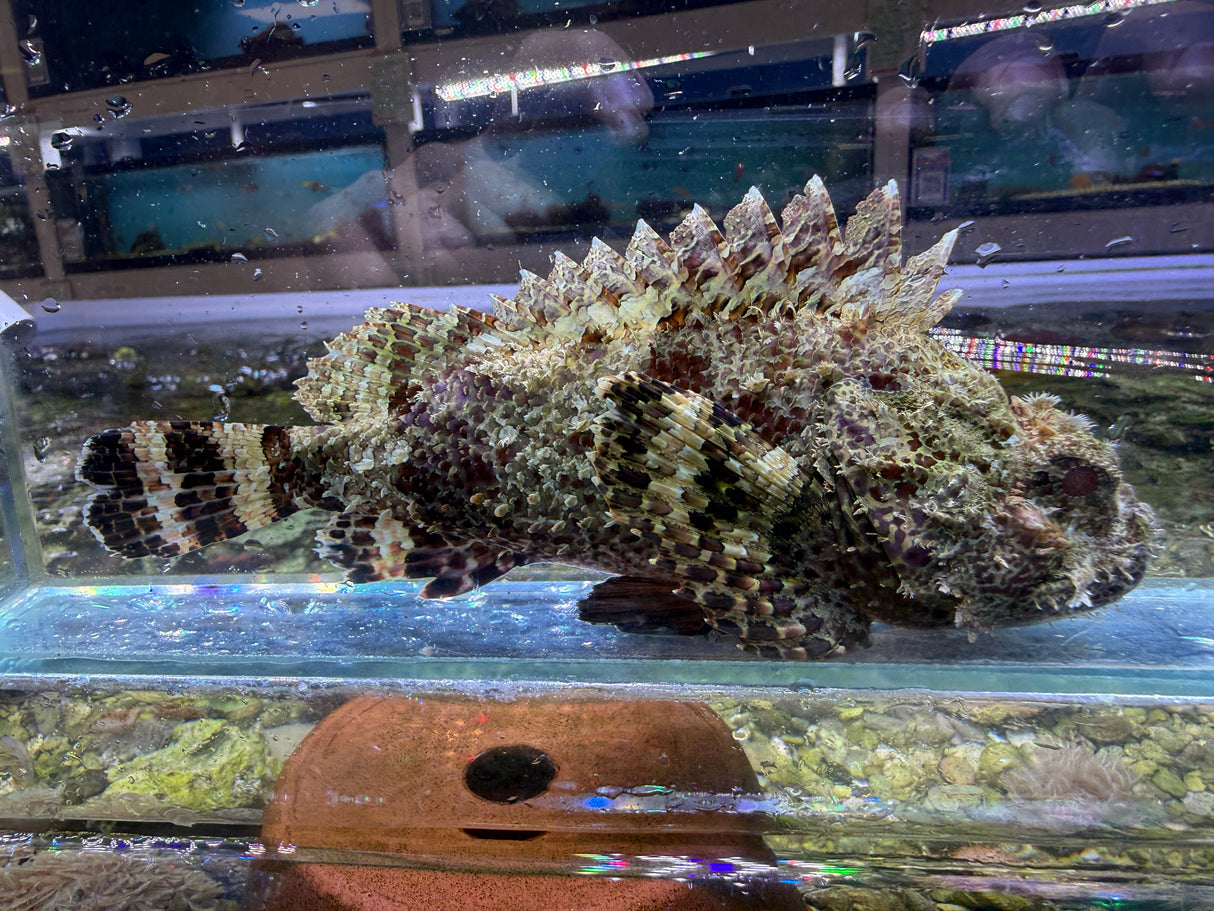 Red Scorpionfish