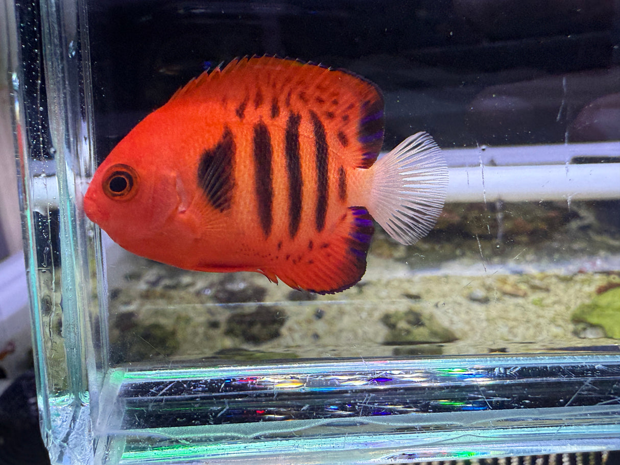 Flame angelfish