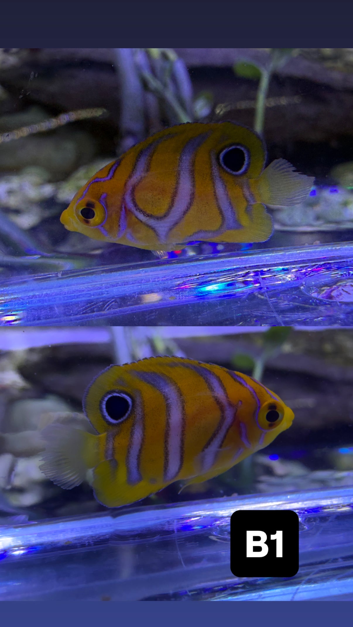 Captive bred B1 grade Misbar regal angelfish small WYSIWYG