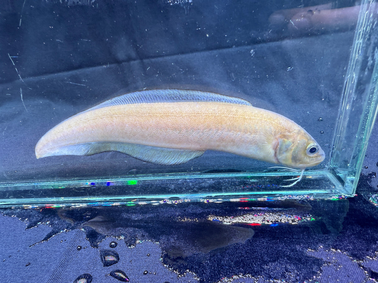 Striped Cusk Eel