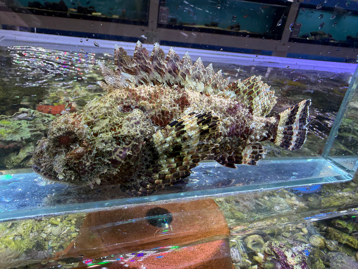 Red Scorpionfish