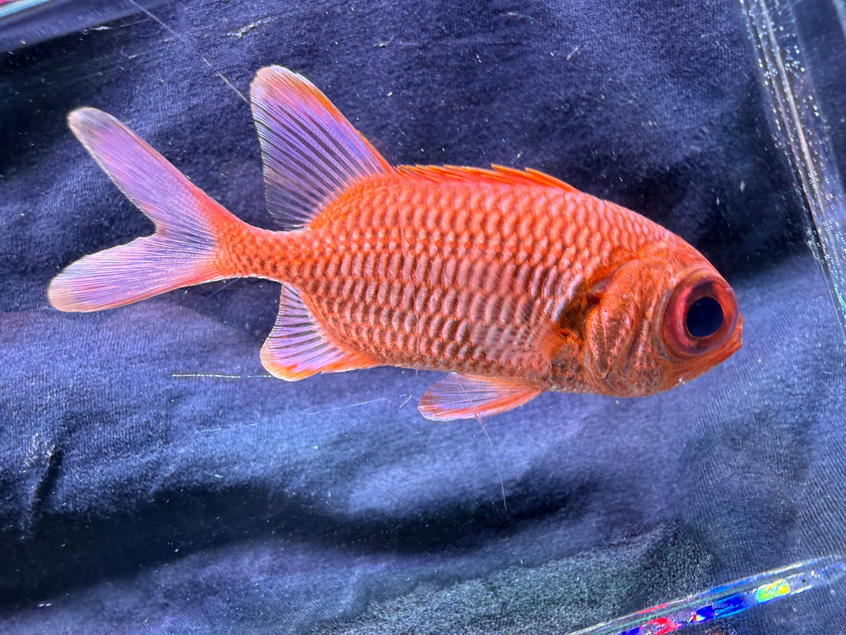 Squirrelfish