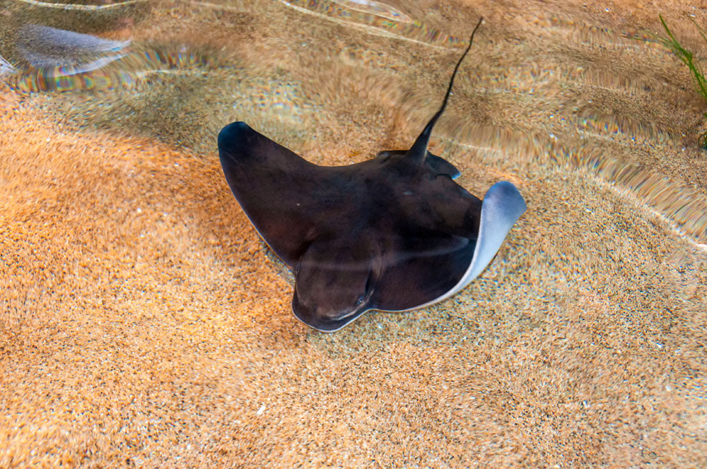 California Bat Ray
