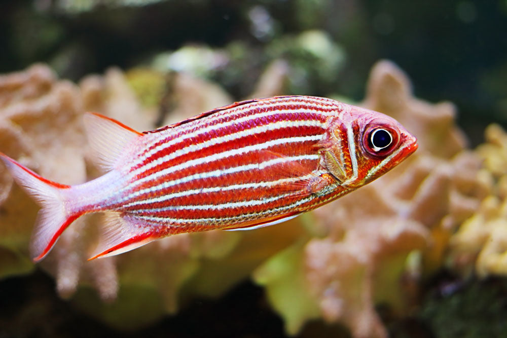 Candy Cane Squirrelfish
