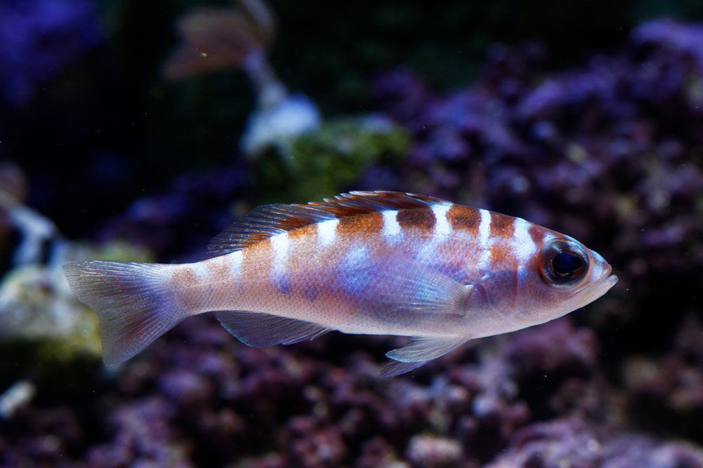 Chalk Basslet