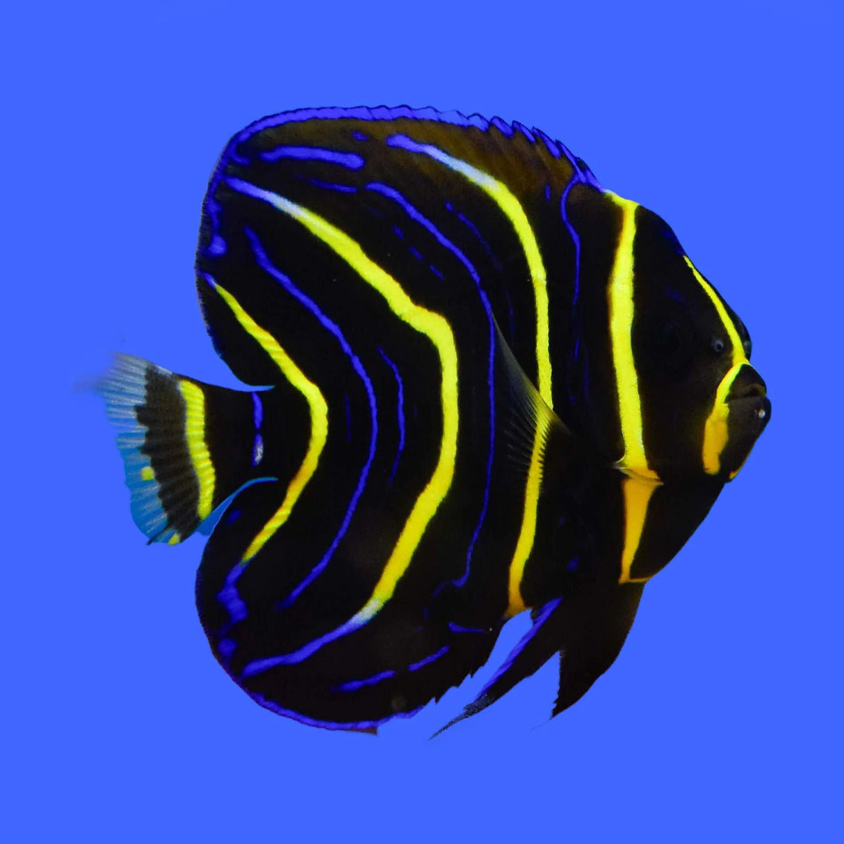 Cortez Angel Fish