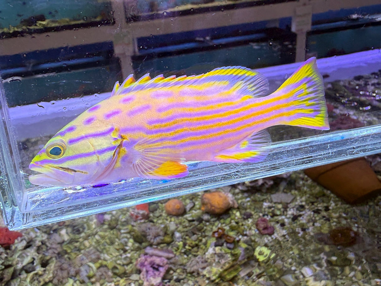Polleni Grouper