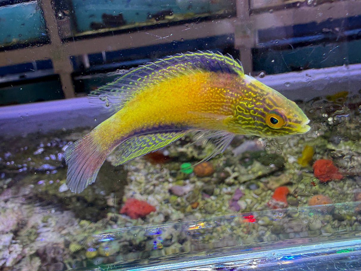 Rhomboid Wrasse