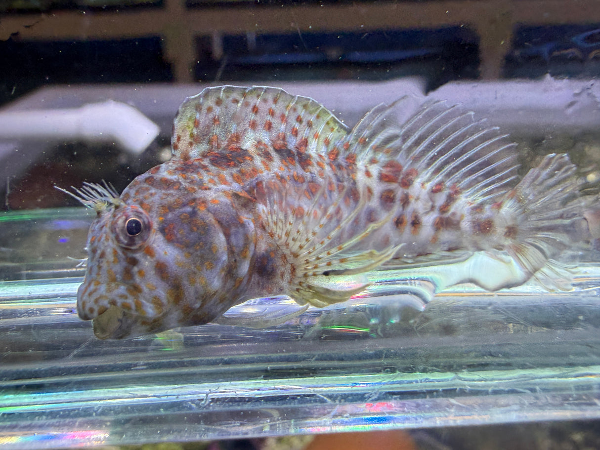 Orange spotted blenny