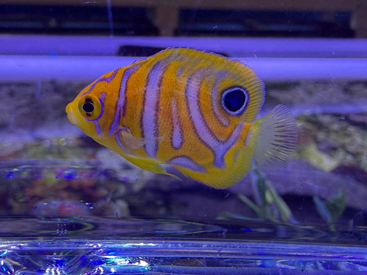 Captive bred A1 grade Misbar regal angelfish small WYSIWYG