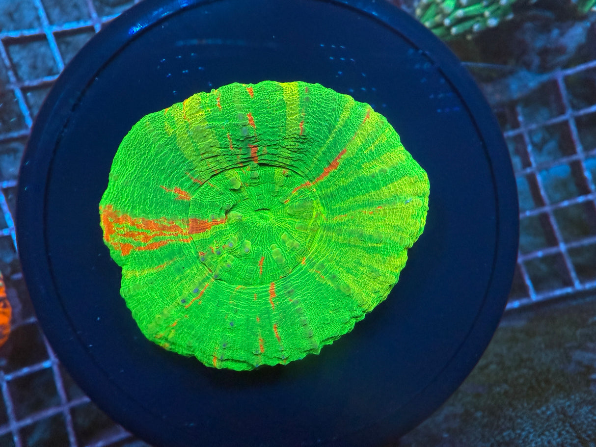 Bleeding apple Scoly 3