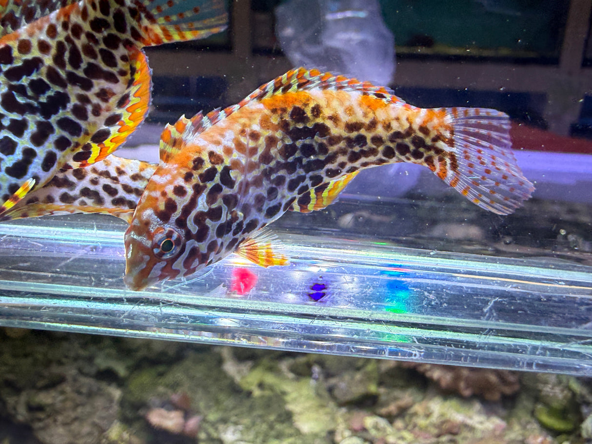 Leopard Wrasse