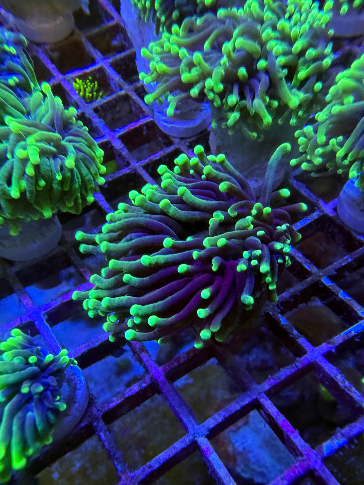 Blacklight torch SALE $30