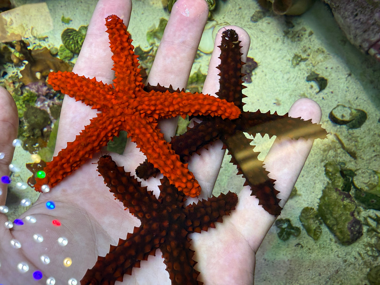 Red thorny sea star