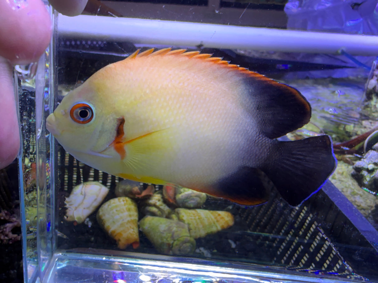 Large hybrid half black lemonpeel angelfish