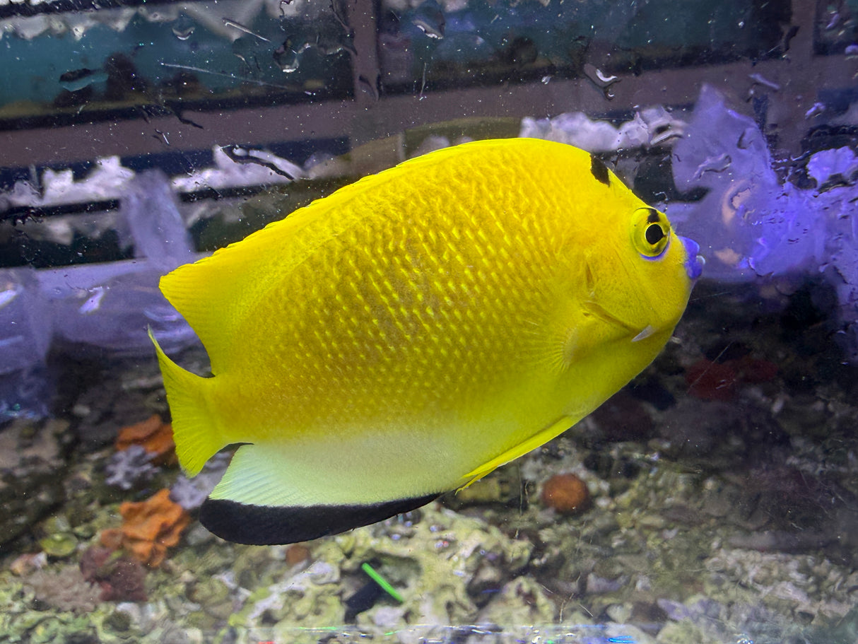 Flagfin Angelfish