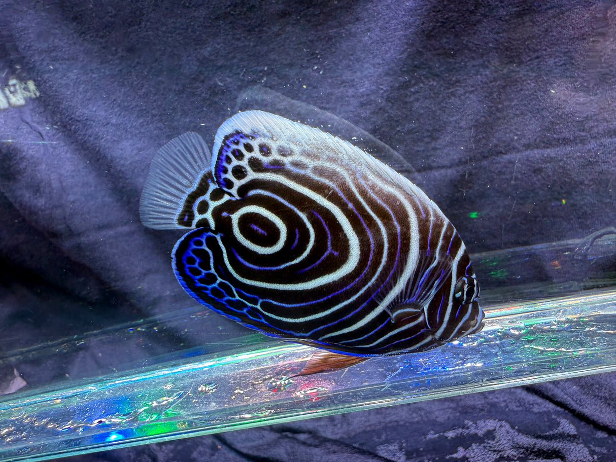 Juvenile Emperor Angelfish