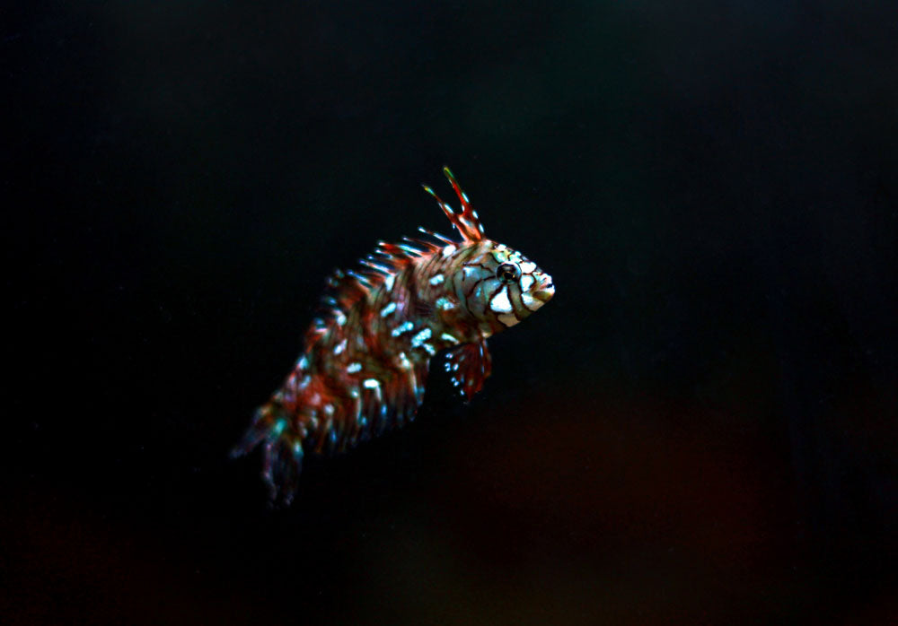 Dragon Wrasse