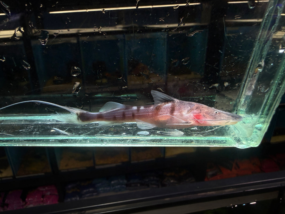 Tigrinus Catfish