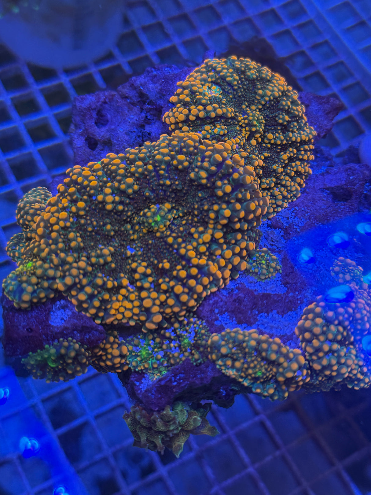 Godzilla Yuma mushrooms