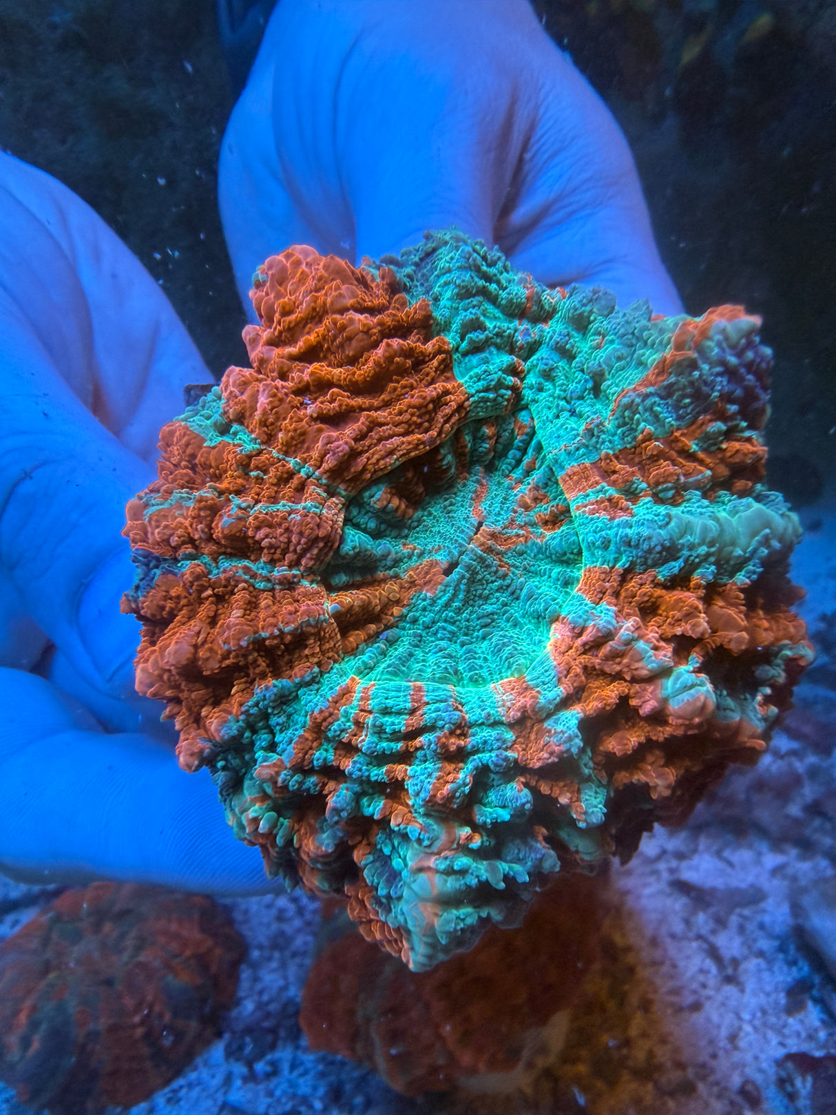 Ultra Acanthophyllia #2