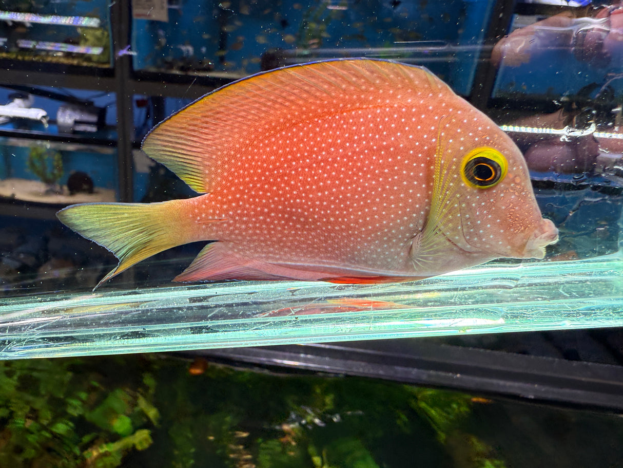 Spotted Kole Tang – Ctenochaetus strigosus