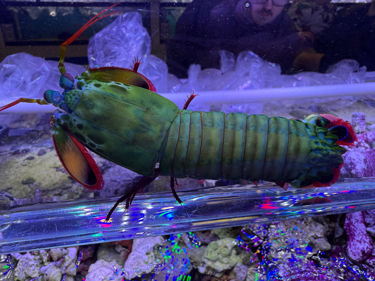 Large Peacock mantis shrimp
