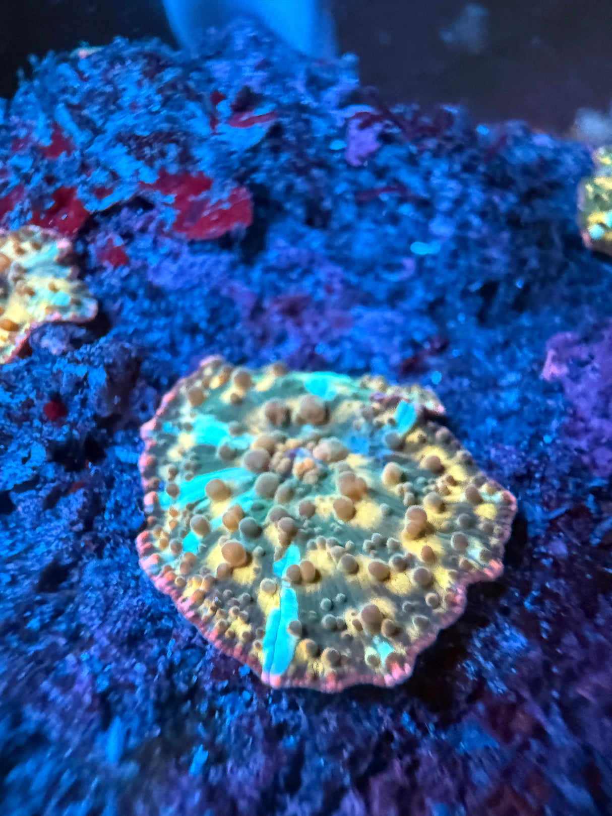 Gold Streak mushroom