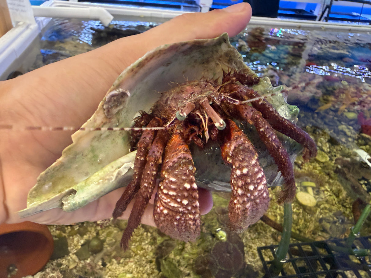 Extra large red fuzzy hermit crab