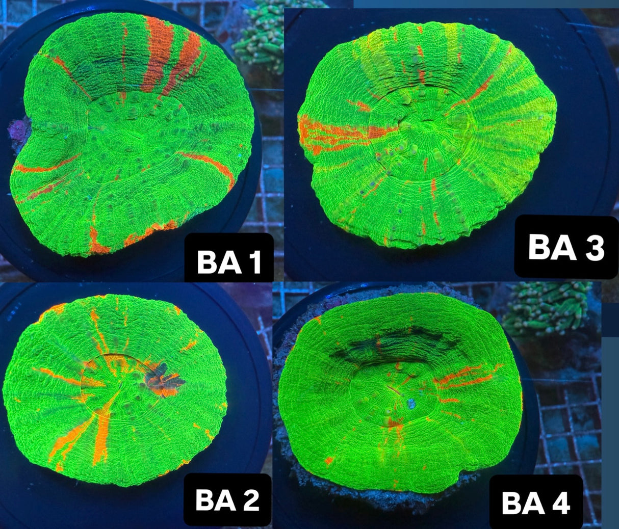 Bleeding apple Scoly 4
