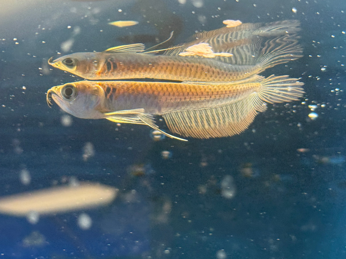 Small silver Arowana