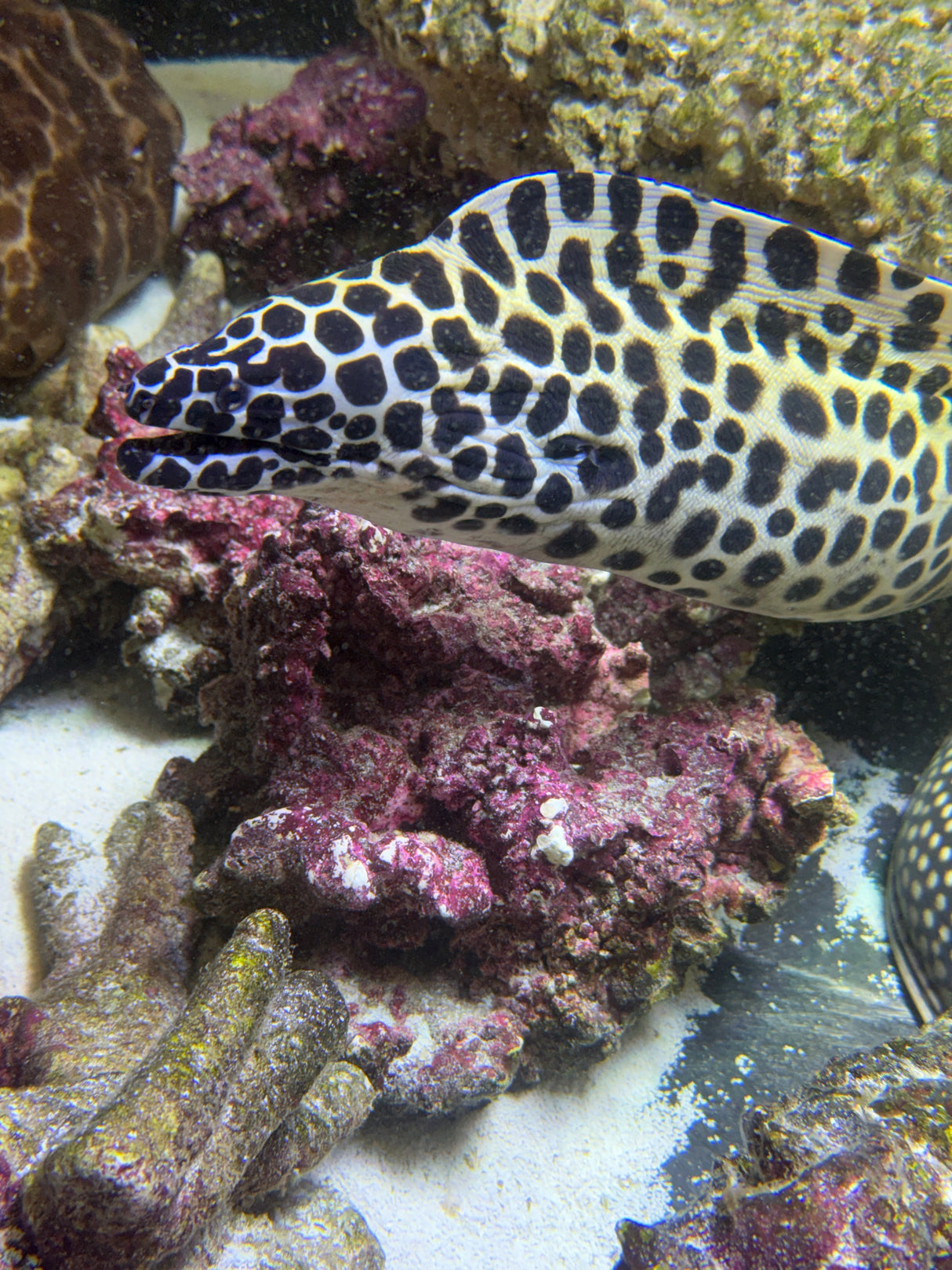 Large honeycomb moray eel