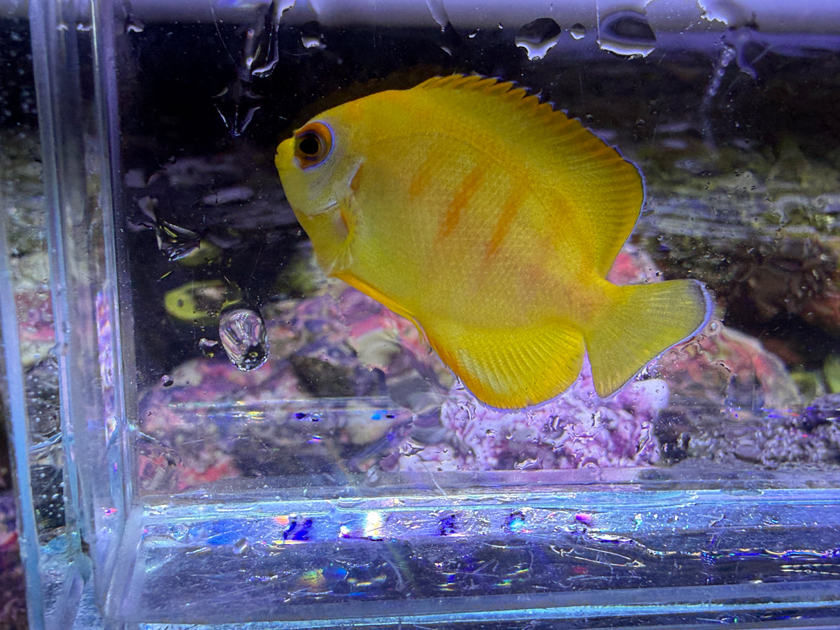 Captive bred Lemonpeel X Eibli hybrid