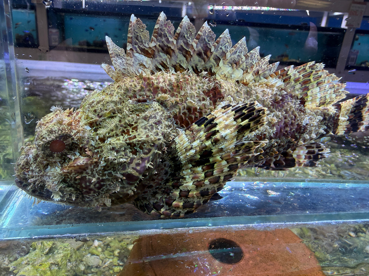 Red Scorpionfish