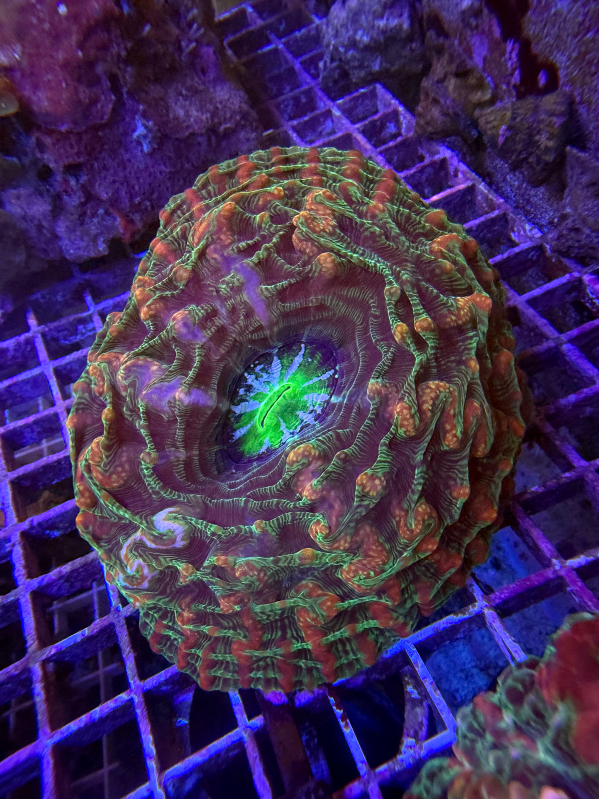 Ultra indophyllia WYSIWYG
