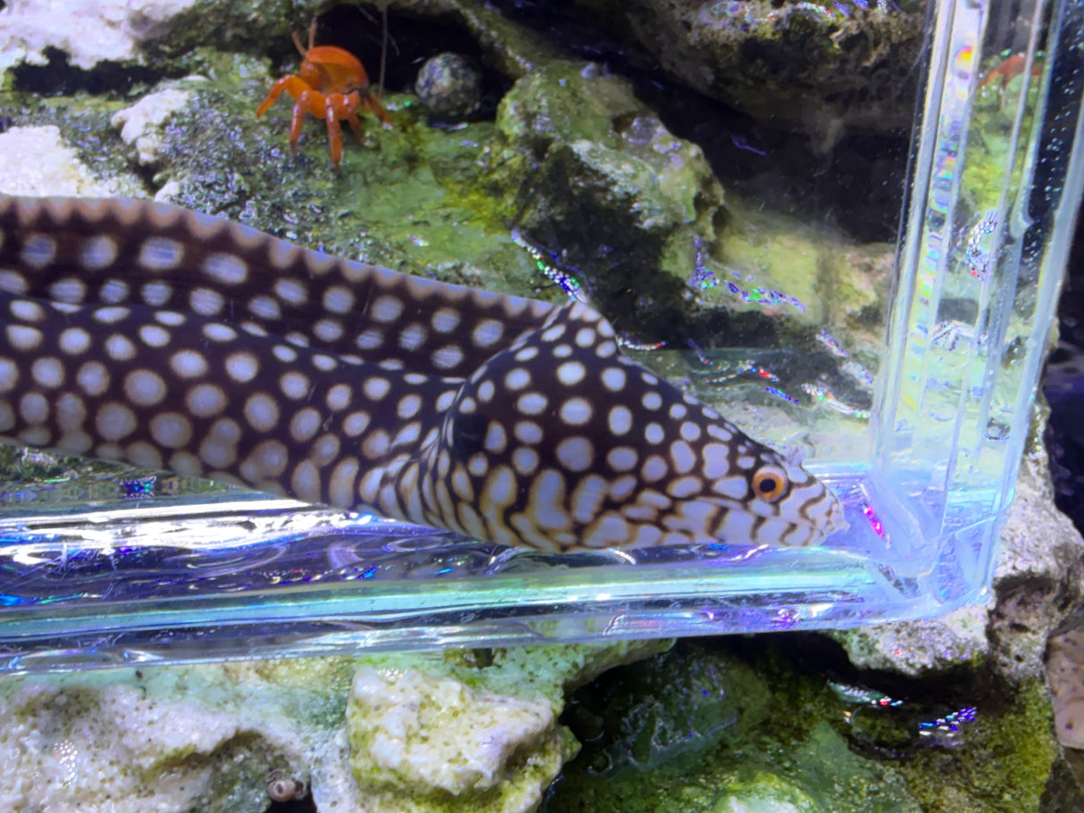 Small African dragon eel 12in