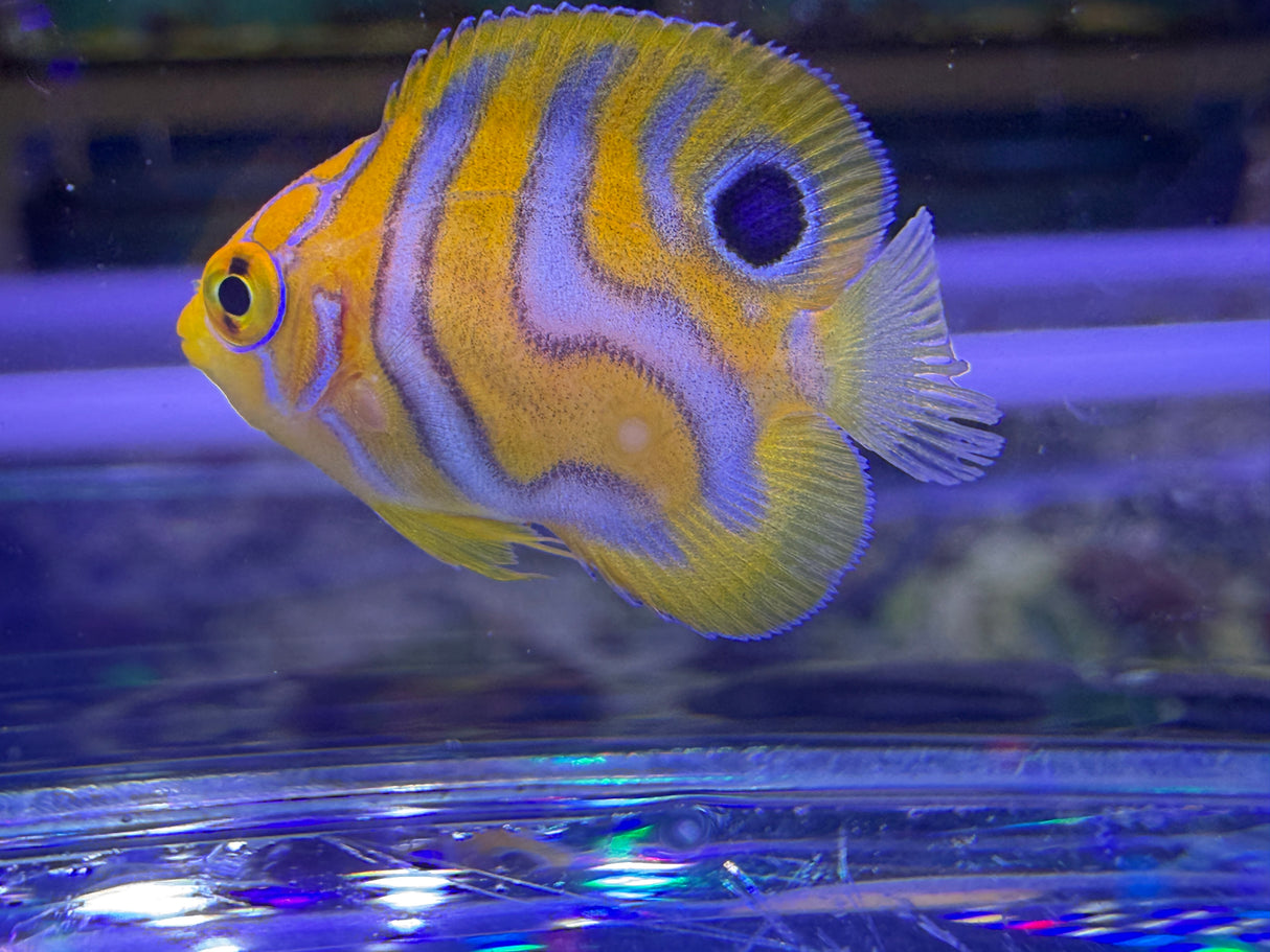 Captive bred B2 grade Misbar regal angelfish small WYSIWYG