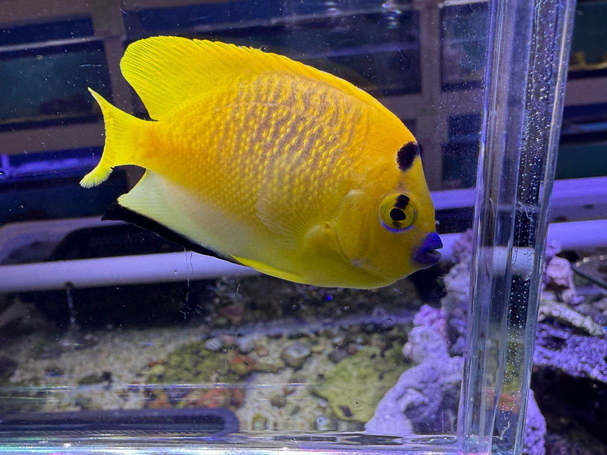 Flagfin angelfish