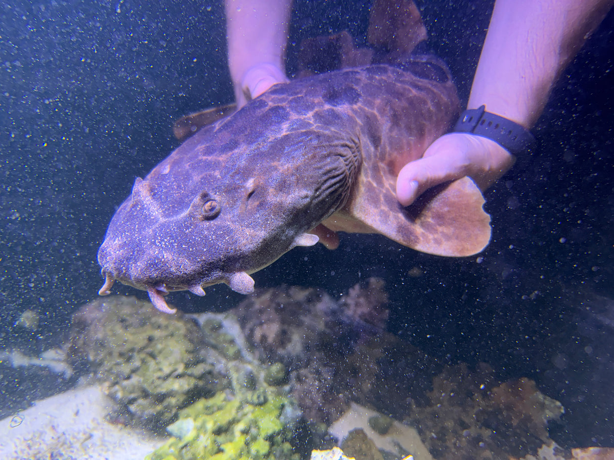XXLG Female Northern Wobbegong (pick up only)