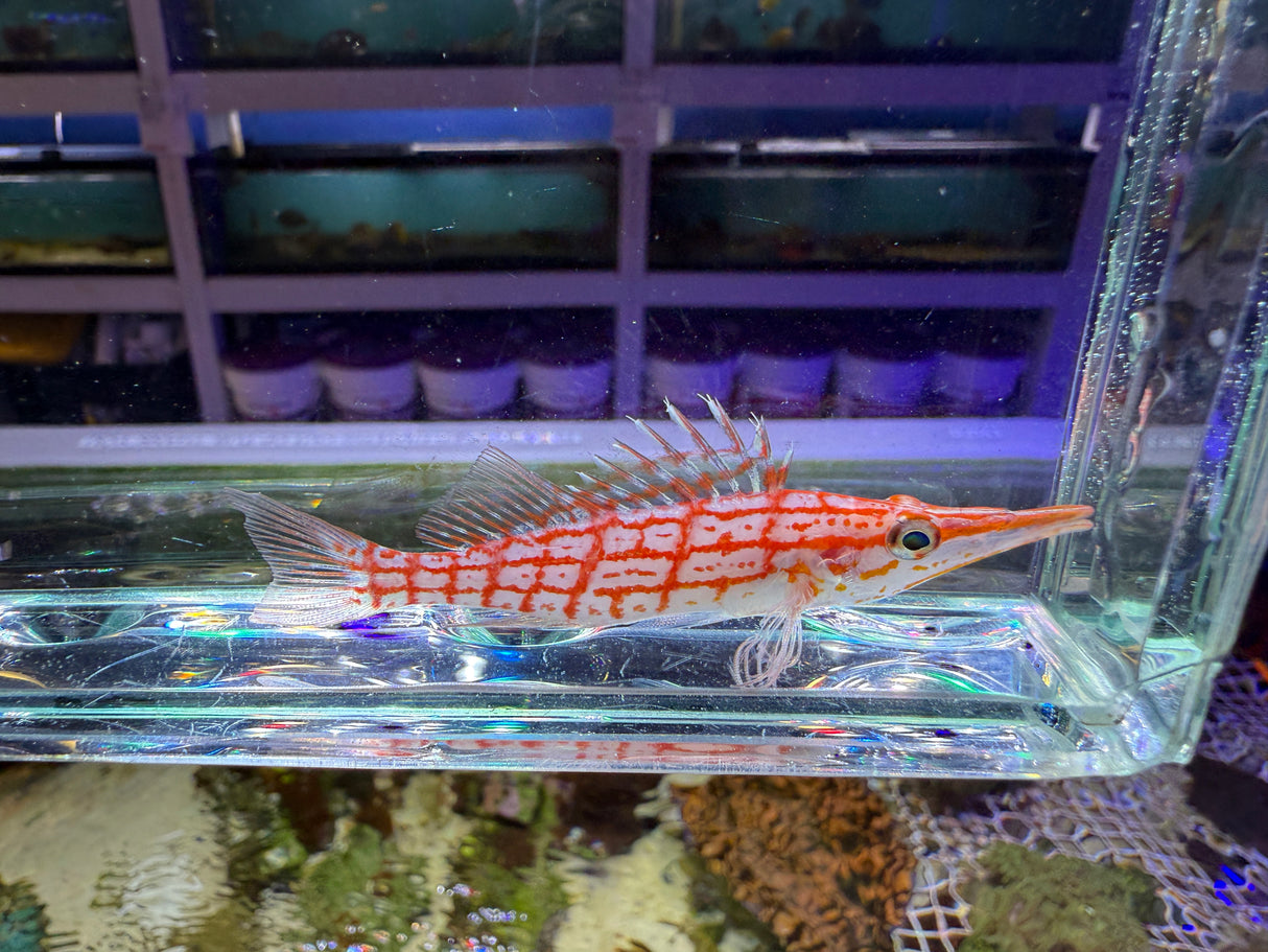 Longnose hawkfish