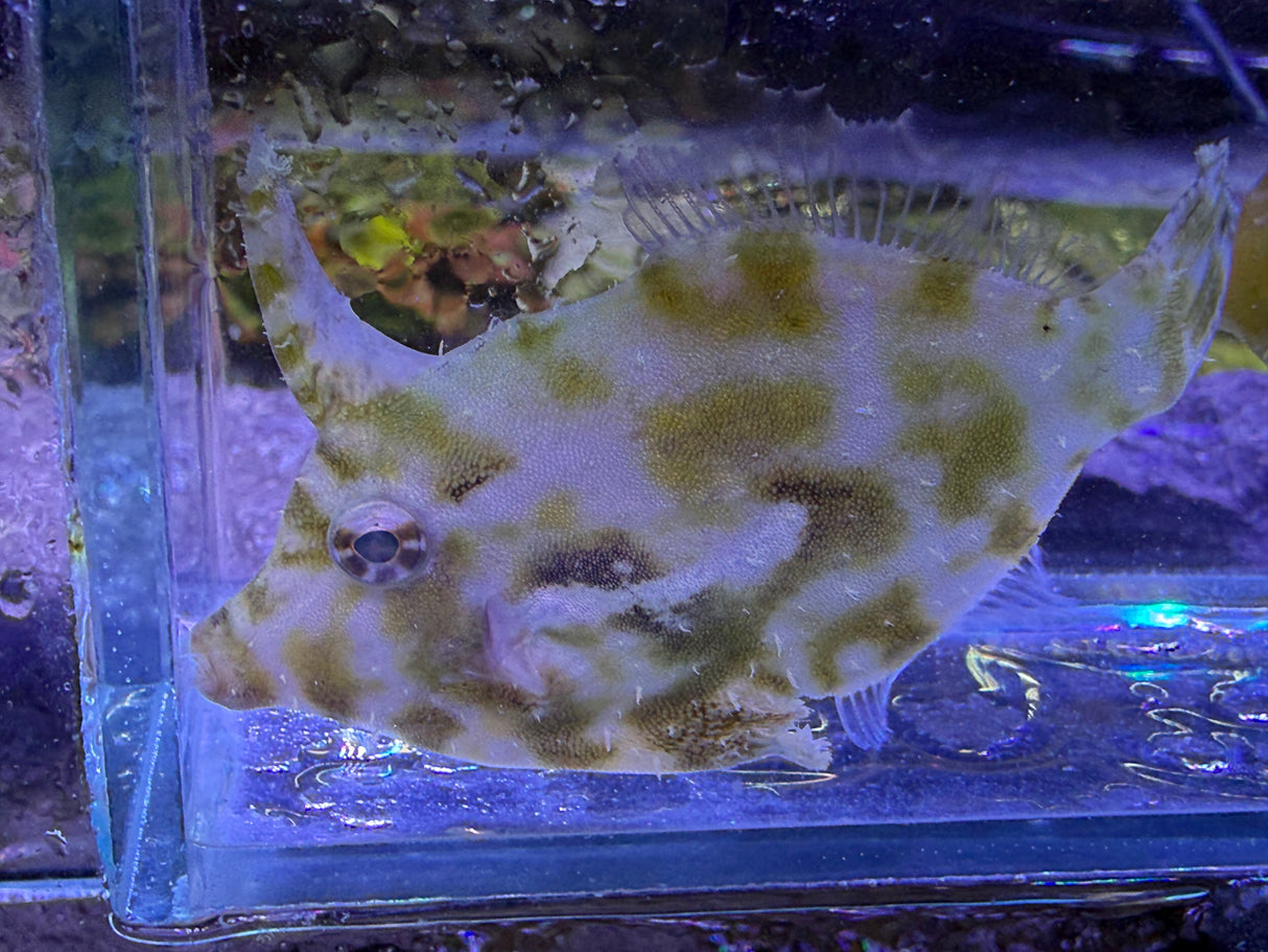 Green filefish