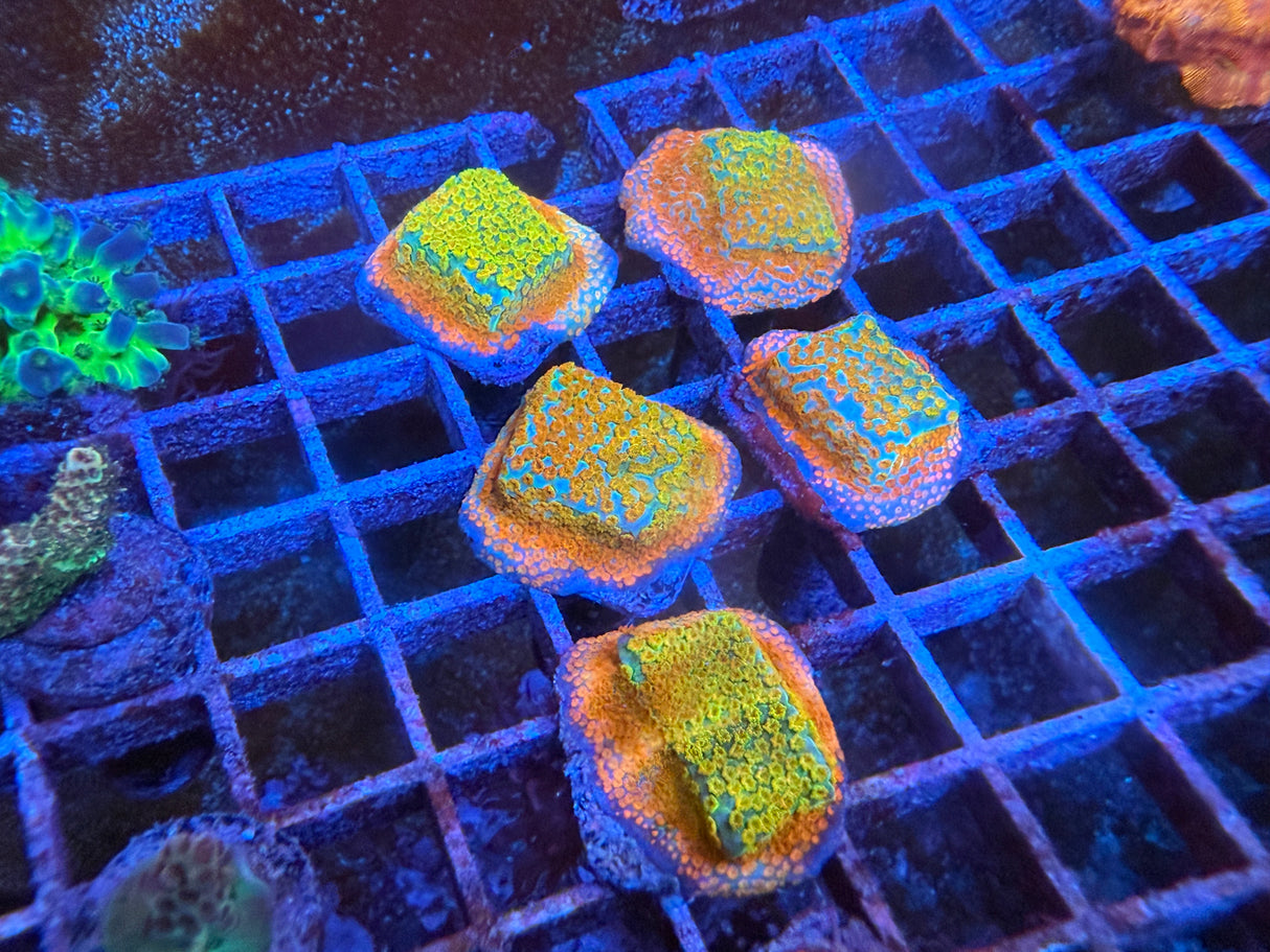 5 Pack of Stoney coral