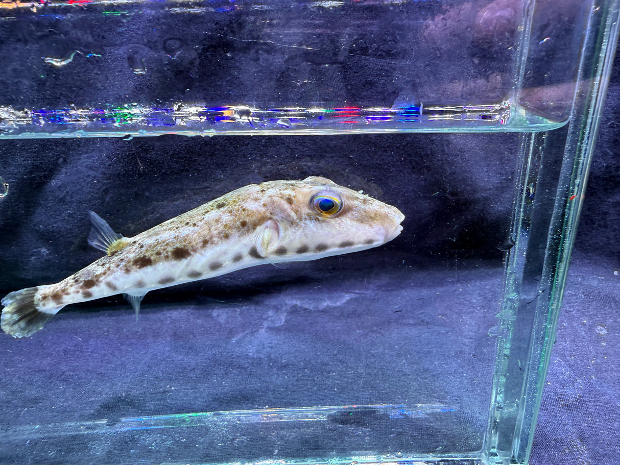 Southern Burrowing Puffer