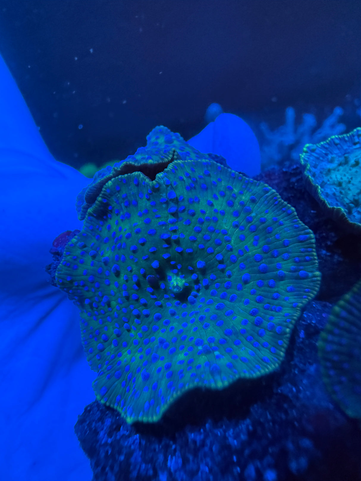 Green Superman Mushrooms