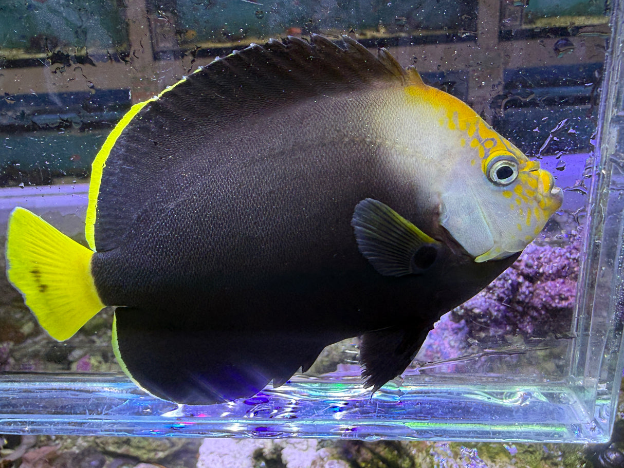 Vanderloos Angelfish (Chaetodontoplus vanderloosi