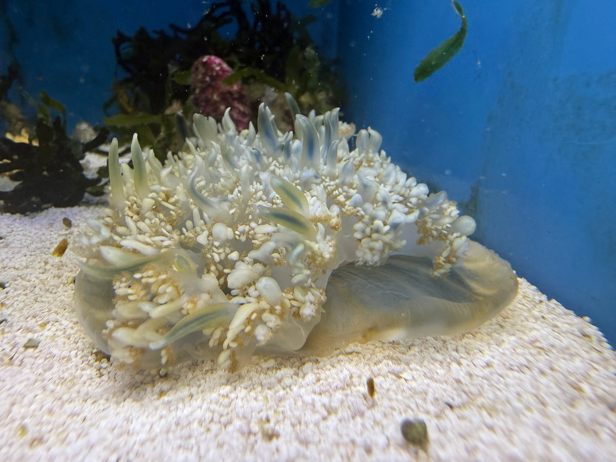 Upside down jellyfish